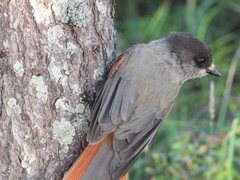 Perisoreus infaustus