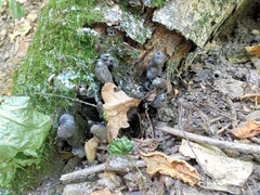 Xylaria polymorpha