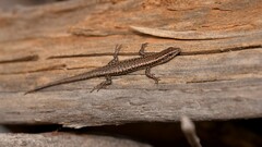 Cryptoblepharus