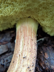 Hemileccinum rubropunctum