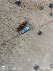 Homoneura discoglauca