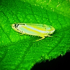 Graphocephala versuta