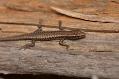 Cryptoblepharus