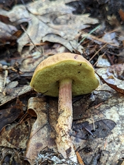 Hemileccinum rubropunctum