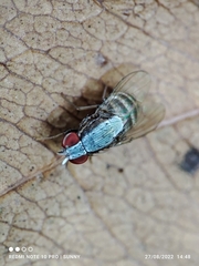 Homoneura discoglauca