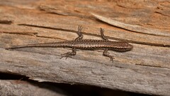 Cryptoblepharus