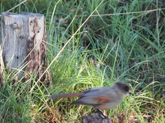 Perisoreus infaustus