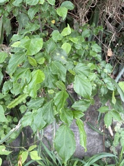 Mallotus repandus