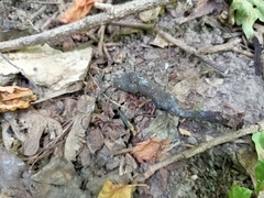 Xylaria polymorpha