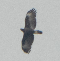 Nisaetus cirrhatus limnaeetus