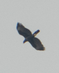 Nisaetus cirrhatus limnaeetus