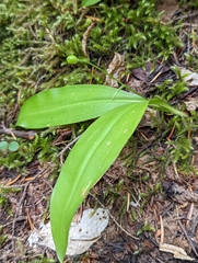 Clintonia uniflora