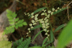 Adiantum flabellulatum