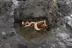 Coscinasterias muricata