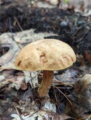 Hemileccinum rubropunctum