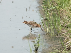 Gallinago gallinago