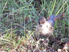 Perisoreus infaustus