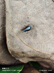 Homoneura discoglauca