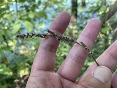 Carex decomposita