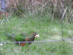 Alisterus scapularis