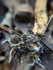 Hemileccinum rubropunctum