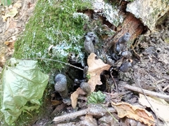 Xylaria polymorpha