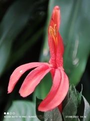 Pachystachys spicata