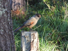 Perisoreus infaustus