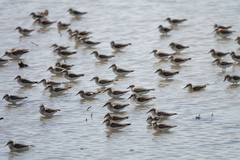 Calidris ruficollis