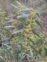Acacia longifolia longifolia