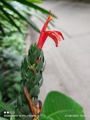 Pachystachys spicata