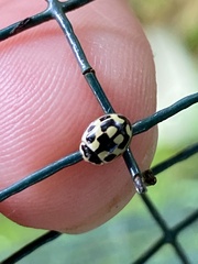 Propylea quatuordecimpunctata