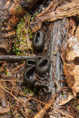 Urnula