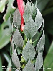 Pachystachys spicata