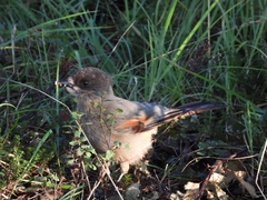 Perisoreus infaustus