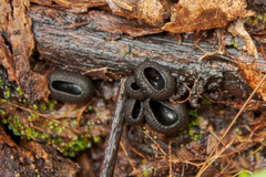 Urnula