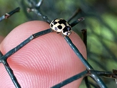 Propylea quatuordecimpunctata