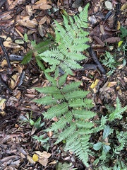 Cyatheales