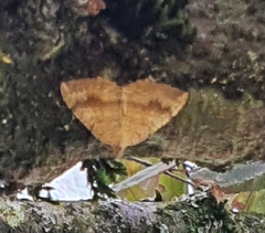 Camptogramma bilineata