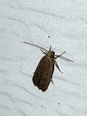 Autosticha kyotensis