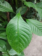 Pachystachys spicata