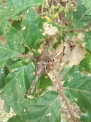 Pseudoneuroterus macropterus