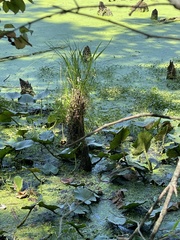 Carex decomposita
