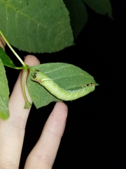 Ceratomia undulosa