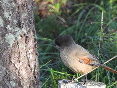 Perisoreus infaustus