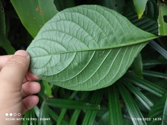 Pachystachys spicata