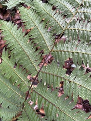 Cyatheales