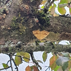 Camptogramma bilineata