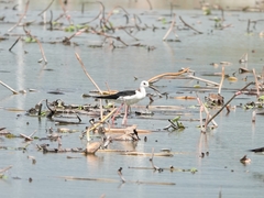 Himantopus himantopus