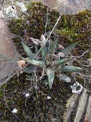 Haworthiopsis scabra